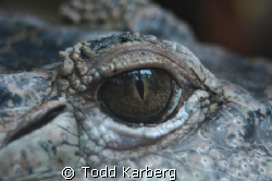 Salt water croc by Todd Karberg 